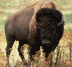 Bisonti