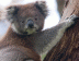 I Koala